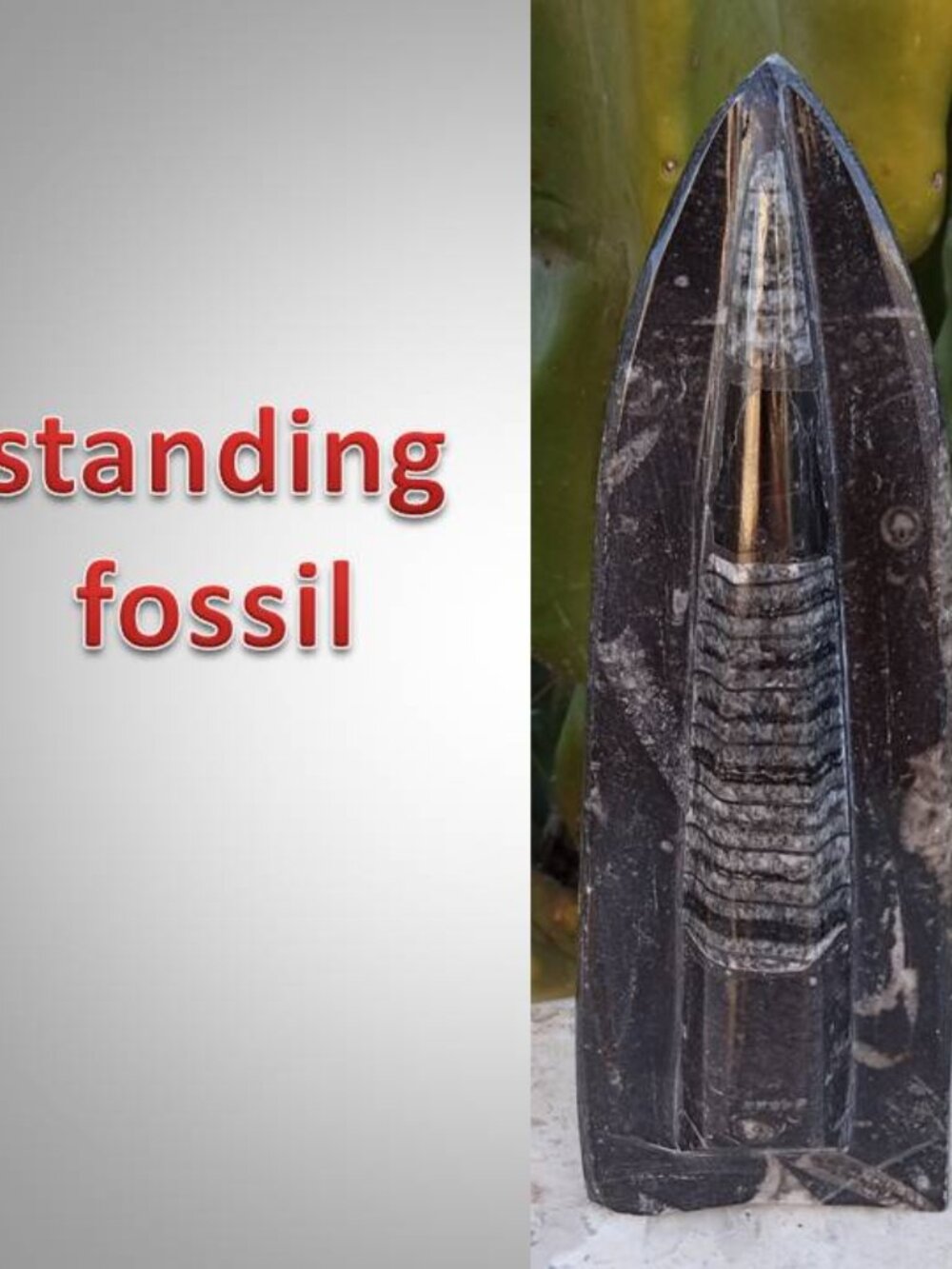 7" fossil tower stone rock crystal